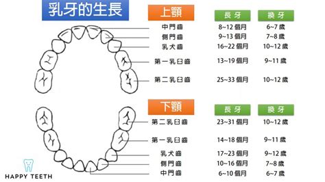 牙齒人|認識牙齒